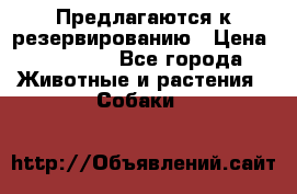 Предлагаются к резервированию › Цена ­ 16 000 - Все города Животные и растения » Собаки   
